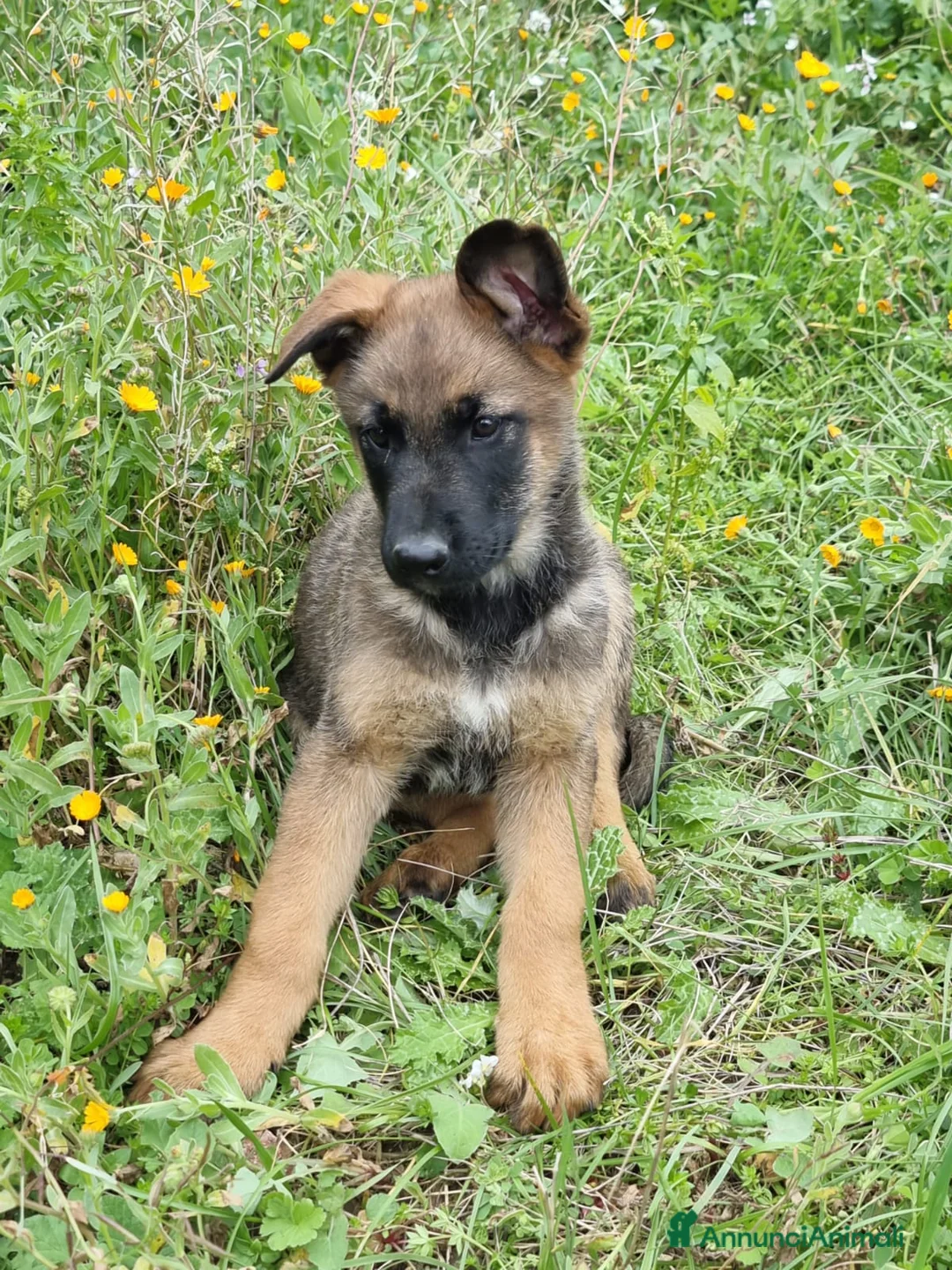 Pastore Belga cani in vendita: Cuccioli Pastore Belga Malinois Napoli Avellino a Città Metropolitana di Napoli - Annuncio 3