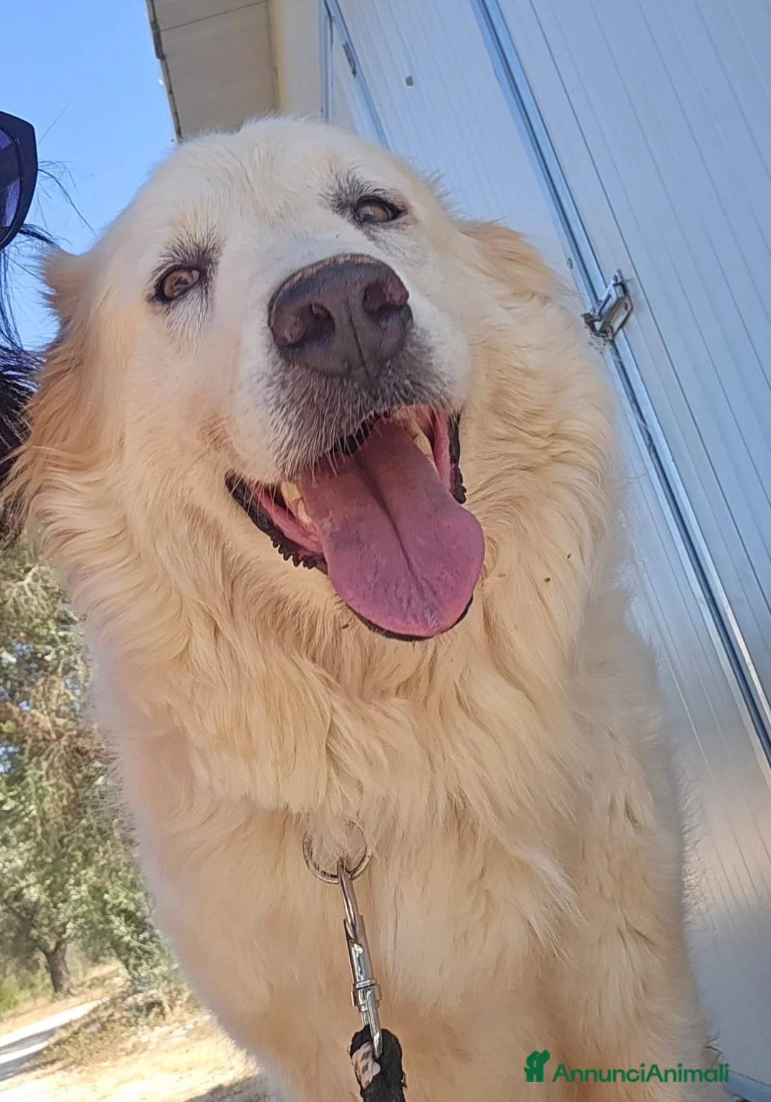Pastore Abbruzzese Maremmano cani in regalo: Maya maestosa maremmana cerca casa  - Annuncio 2