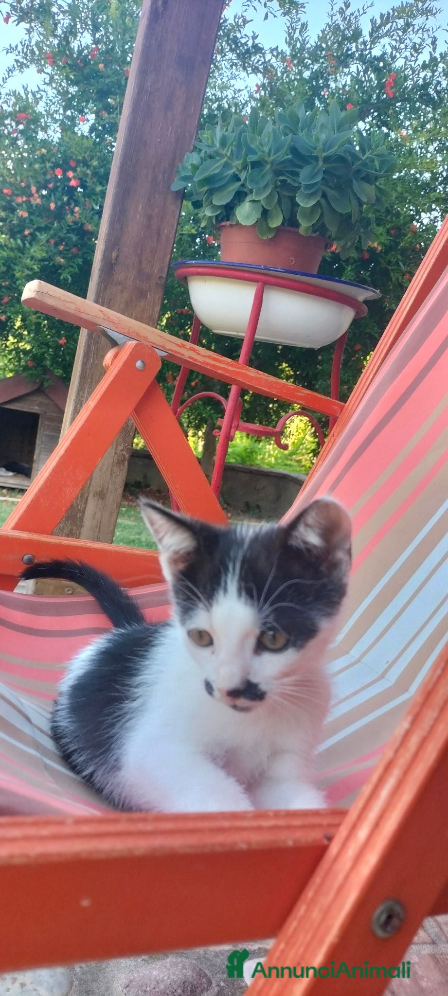 Meticcio gatti simpatico gattino  - Annuncio 1