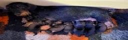 Bassotto cani in vendita: Cuccioli di bassotto tedesco standard a pelo duro - Annuncio 3