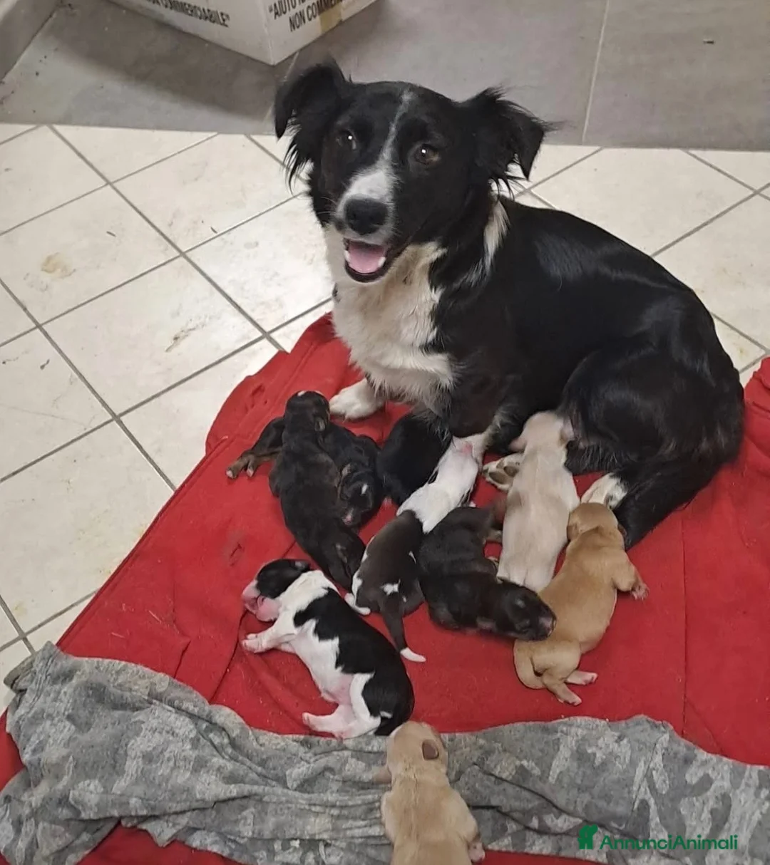 Meticcio cani in regalo: Rolly il pandino - Annuncio 5