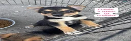 Meticcio cani in regalo: Cuccioli, non hanno chiesto di nascere  a Provincia di Brescia - Annuncio 2