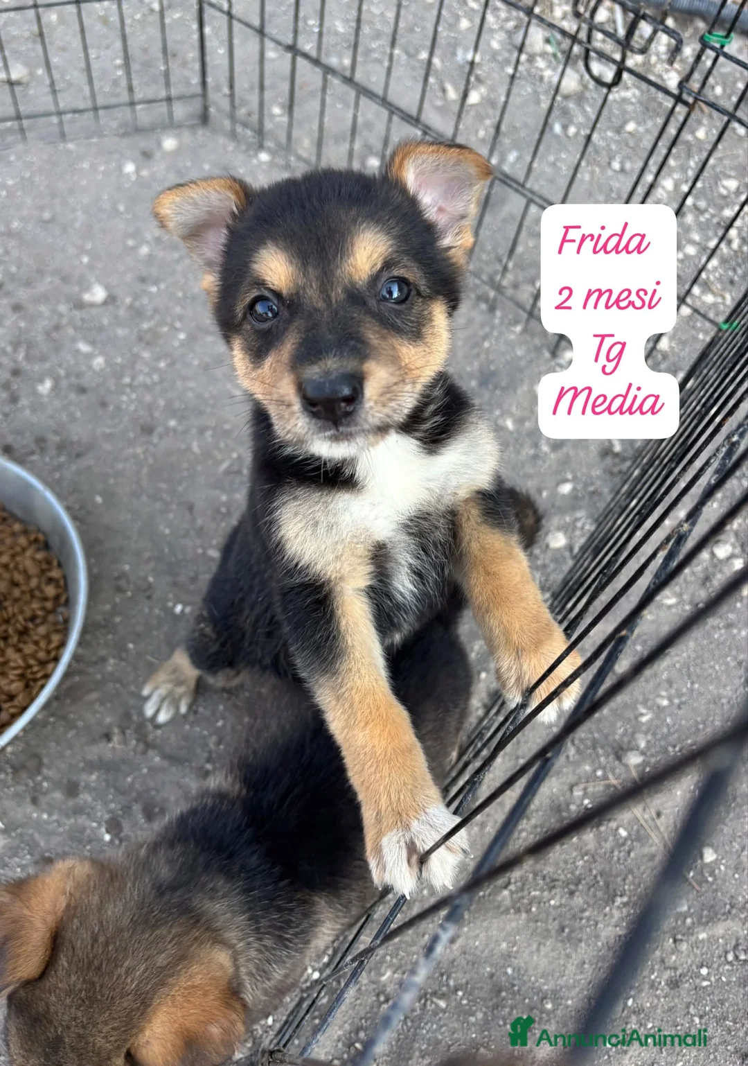 Meticcio cani in regalo: Cuccioli, non hanno chiesto di nascere  a Provincia di Brescia - Annuncio 2