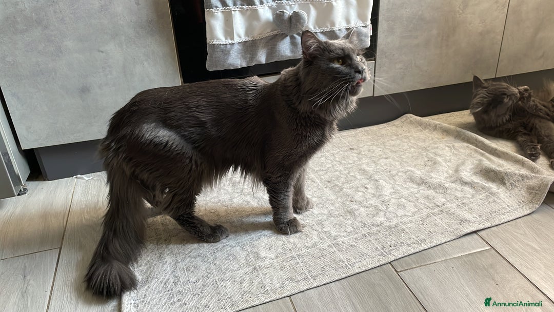 Maine Coon gatti in vendita: Mainecoon - Annuncio 15