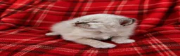 Sacro di Birmania gatti in vendita: Gattini Sacro di Birmania  a Città Metropolitana di Bari - Annuncio 3