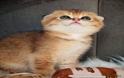 Scottish gatti in vendita: Scottish Fold - Immagine 5