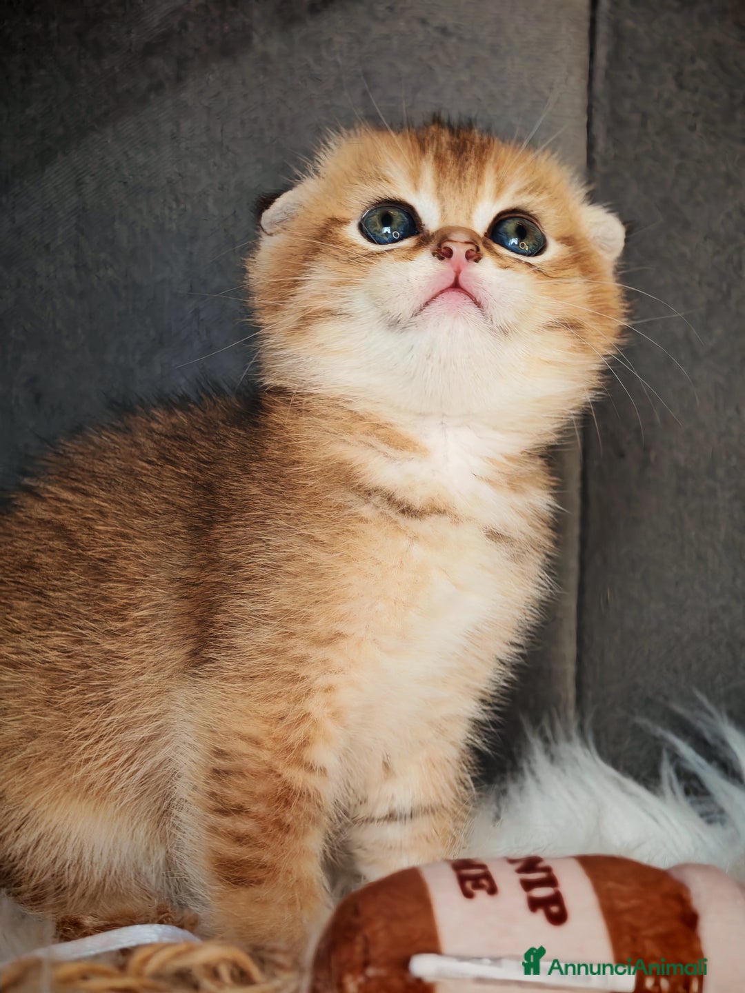 Scottish gatti in vendita: Scottish Fold - Immagine 5