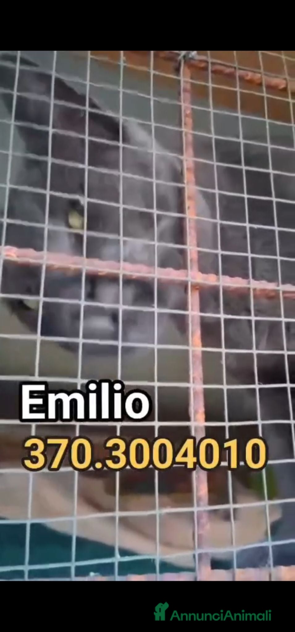 Certosino gatti in regalo: Abbandonato!💔 - Annuncio 1