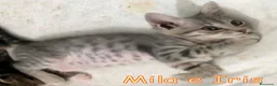 Europeo gatti in regalo: MILA E IRIS GATTINE DI DUE MESI - Annuncio 8