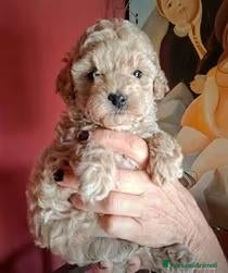Barboncino Toy cani Cuccioli barboncino - Annuncio 5
