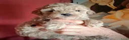 Barboncino Toy cani in vendita: Cuccioli barboncino - Annuncio 1