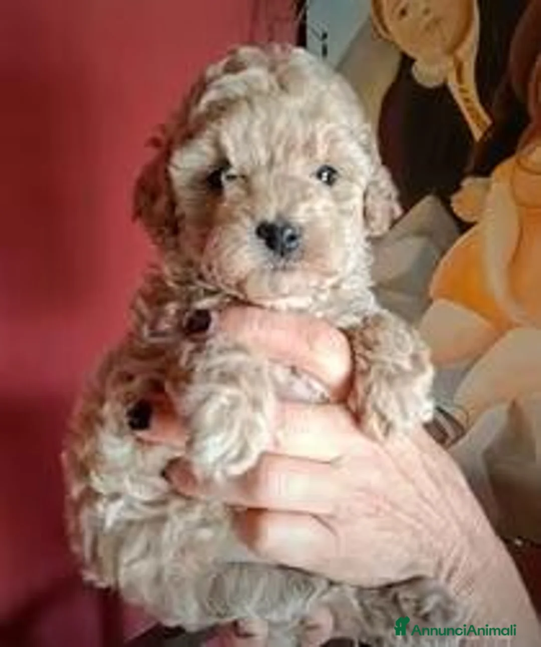 Barboncino Toy cani in vendita: Cuccioli barboncino - Annuncio 1