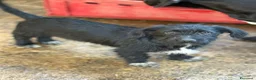 Meticcio cani in regalo: NERA, timida cucciola baffuta TG PICCOLA! - Annuncio 6