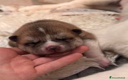Akita Inu cani in vendita: Cuccioli Akita Inu a Provincia di Vicenza - Immagine 2