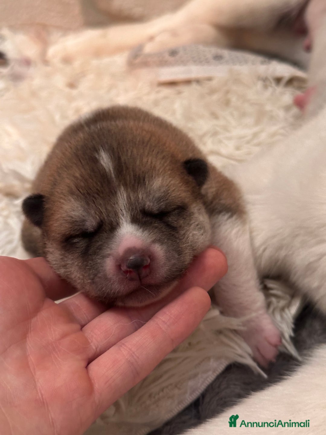 Akita Inu cani in vendita: Cuccioli Akita Inu a Provincia di Vicenza - Immagine 2