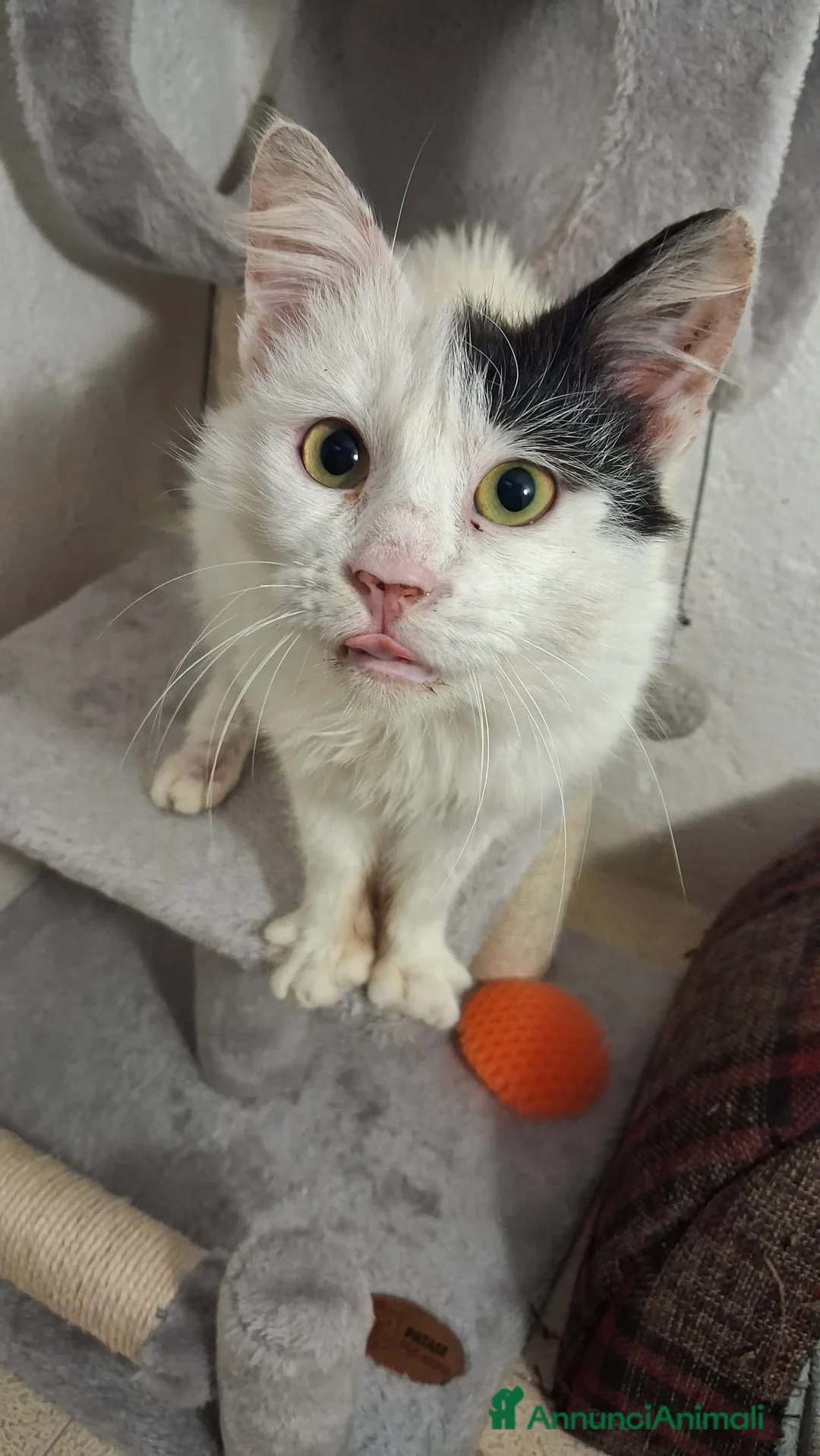 Meticcio gatti in regalo: GATTI ADULTI a Provincia di Crotone - Annuncio 10