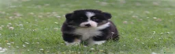 Australian Shepherd cani in vendita: Cucciolini di Australian Shepherd- Cucciolata Enya - Annuncio 16