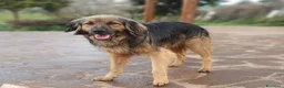 Meticcio cani in regalo: Cesare,un futuro da riscrivere col cuore a Pomezia - Annuncio 2