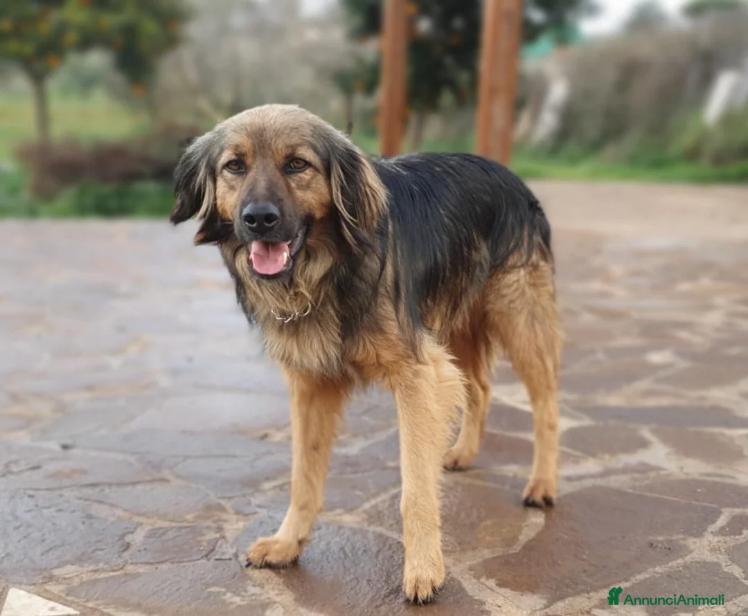 Meticcio cani in regalo: Cesare,un futuro da riscrivere col cuore a Pomezia - Annuncio 2