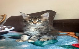 Maine Coon gatti in vendita: Maine Coon pedigree Anfi a Provincia di Modena - Immagine 22