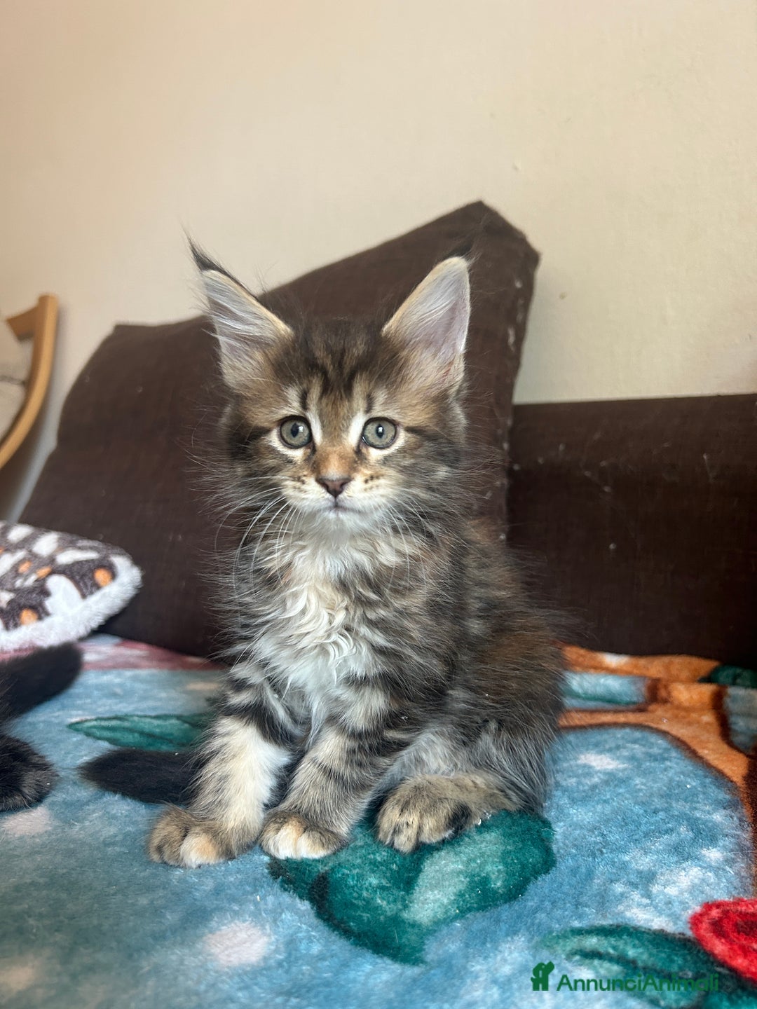 Maine Coon gatti in vendita: Maine Coon pedigree Anfi a Provincia di Modena - Immagine 22