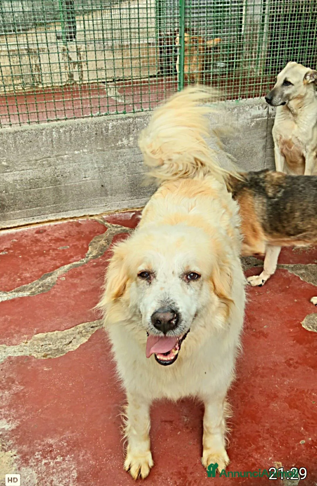 Meticcio cani in regalo: Igor Golden Retriever Meticcio in Canile - Annuncio 3