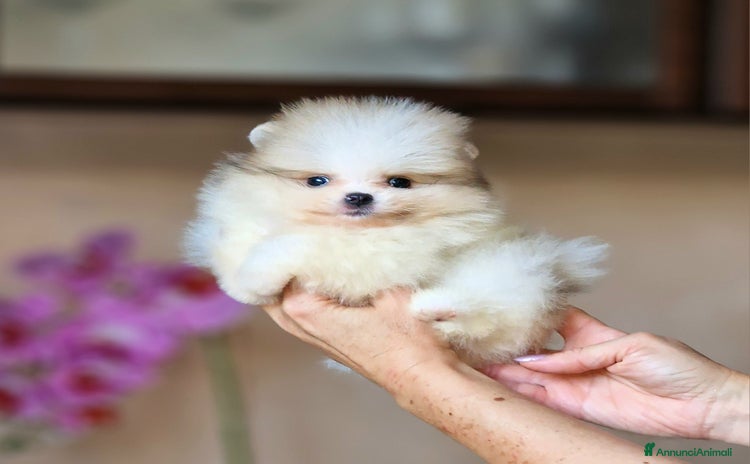 Spitz cani - Annuncio 5