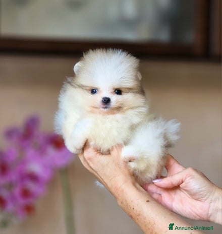 Spitz cani - Annuncio 3