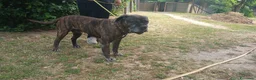 Cane Corso cani in regalo: MAMBO CERCA IL SUO MIRACOLO, ADOZIONE A DISTANZA - Annuncio 2