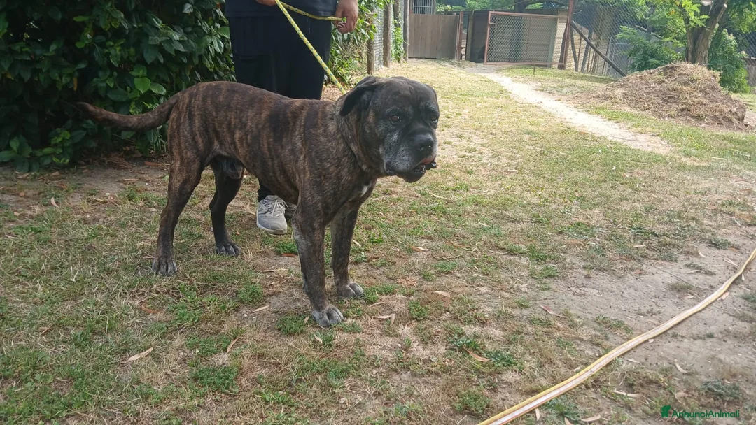 Cane Corso cani in regalo: MAMBO CERCA IL SUO MIRACOLO, ADOZIONE A DISTANZA - Annuncio 2