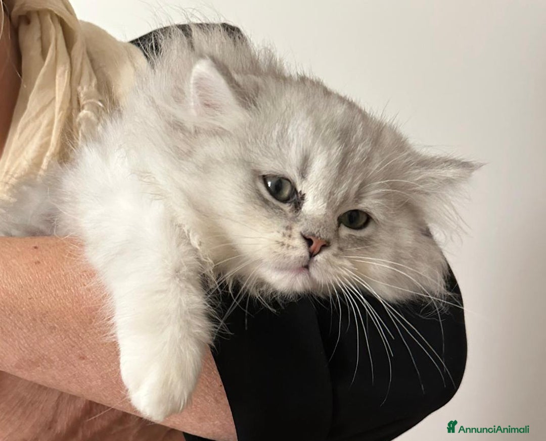 Persiano gatti in vendita: Gattini persiani normotipo  - Annuncio 10