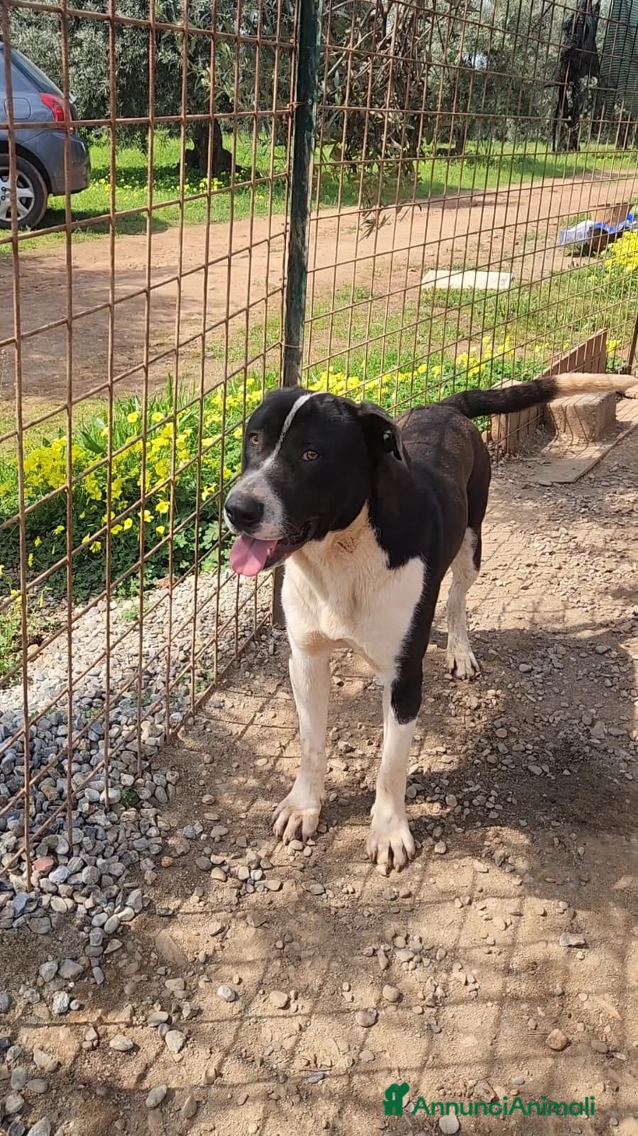 Meticcio cani Drago mix Pitbull 11mesi SOS CASA CALABRIA - Annuncio 10
