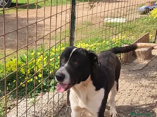Meticcio cani Drago mix Pitbull 11mesi SOS CASA CALABRIA - Annuncio 10