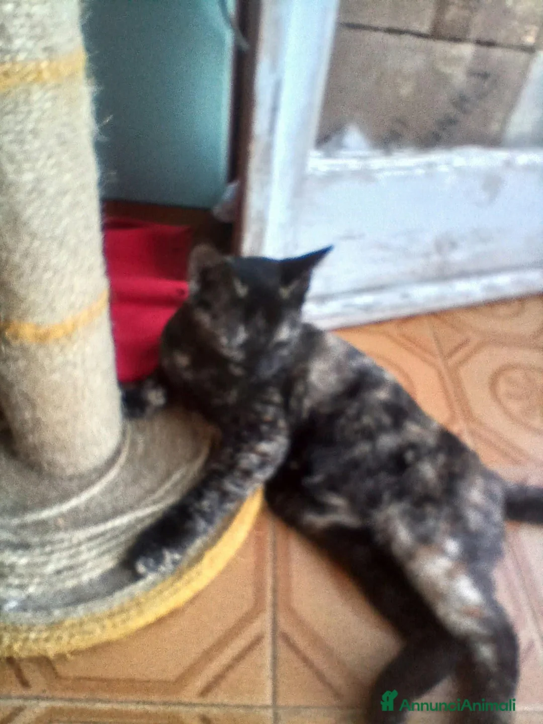 Meticcio gatti in regalo: MICETTI BELLISSIMI CERCANO CASA! - Annuncio 9
