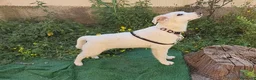 Meticcio cani in regalo: Eda cerca casa 🏡 a Provincia di Monza e della Brianza - Annuncio 7