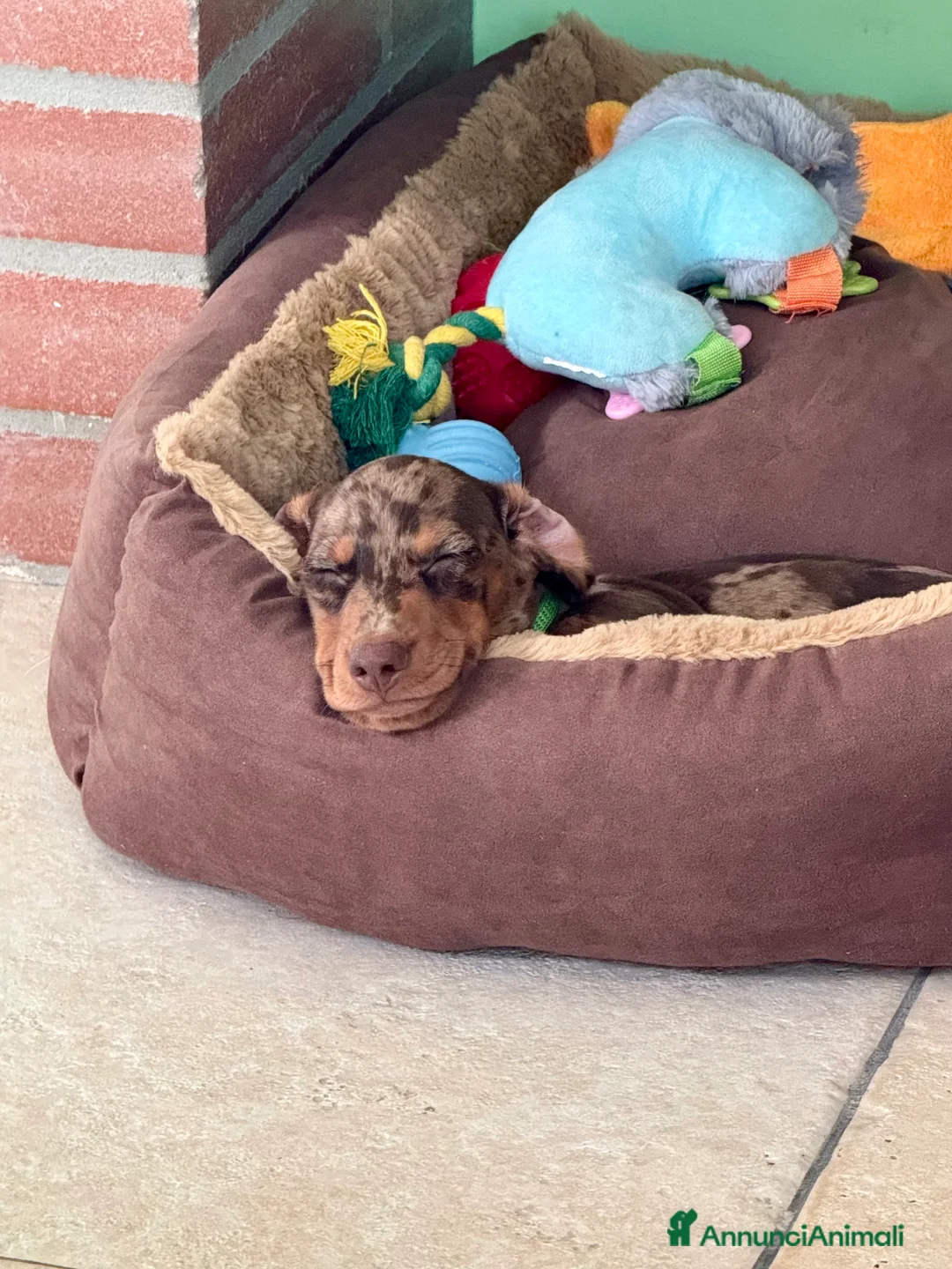 Bassotto cani per accoppiamento: Disponibile bassotto Arlecchino per monta - Annuncio 7