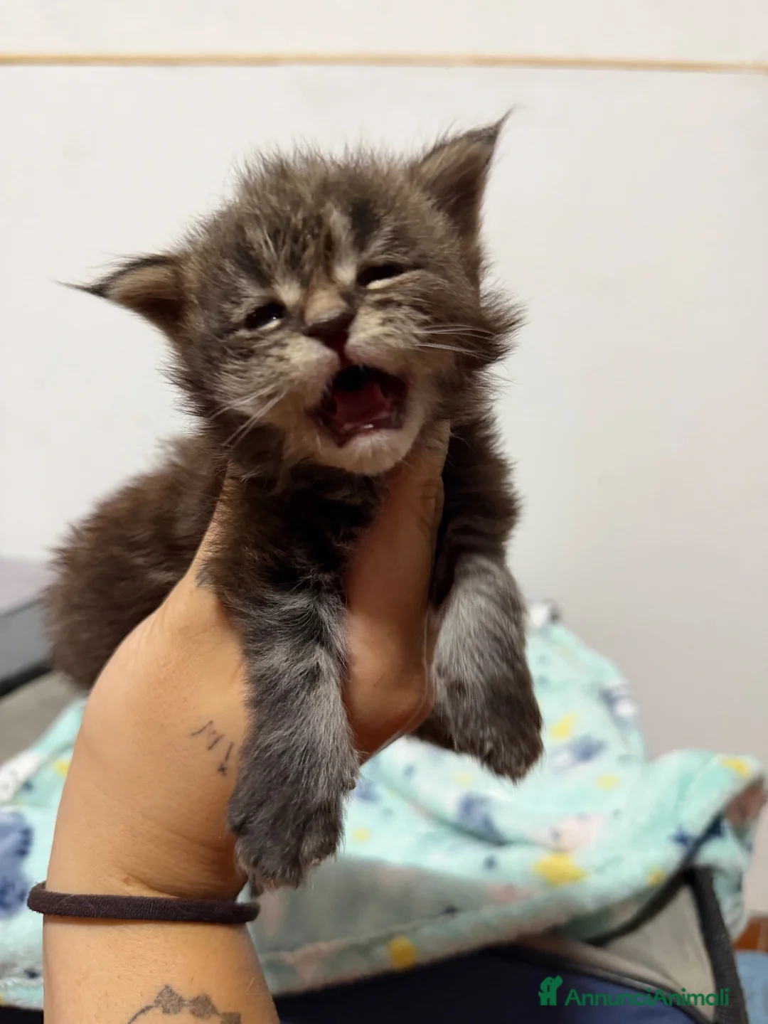 Maine Coon gatti in vendita: Maine coon con pedigree - Annuncio 3