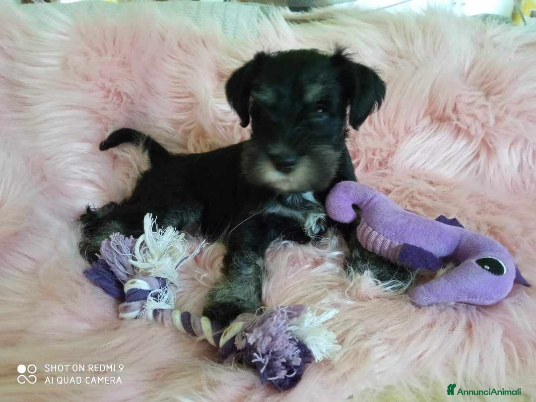 Mini Schnauzer cani in vendita: Cuccioli Schnauzer Nano Nero Argento a Province of Varese - Annuncio 9