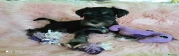 Mini Schnauzer cani in vendita: Cuccioli Schnauzer Nano Nero Argento - Annuncio 9