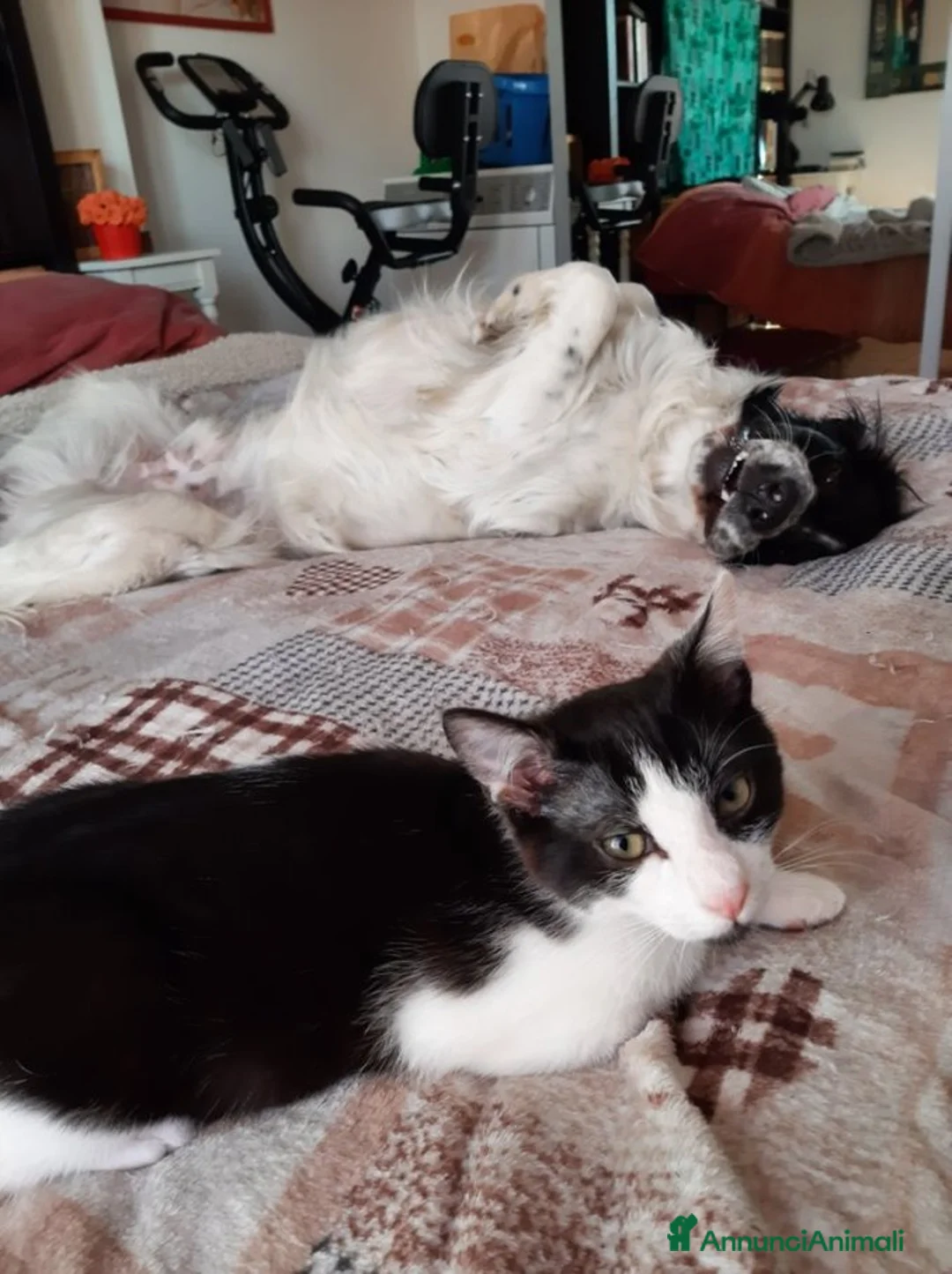 Europeo gatti in regalo: Coppia di gatti fratello/sorella, sterilizzati - Annuncio 6