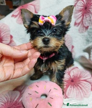 Meticcio cani ✨Splendidi Yorkshire Terrier✨ - Annuncio 4