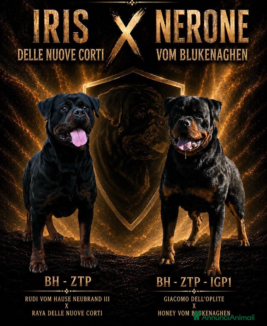 Rottweiler cani Cuccioli Rottweiler - Annuncio 1