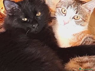 Europeo gatti Pamy🩷 + Pelù 💙 - Annuncio 13