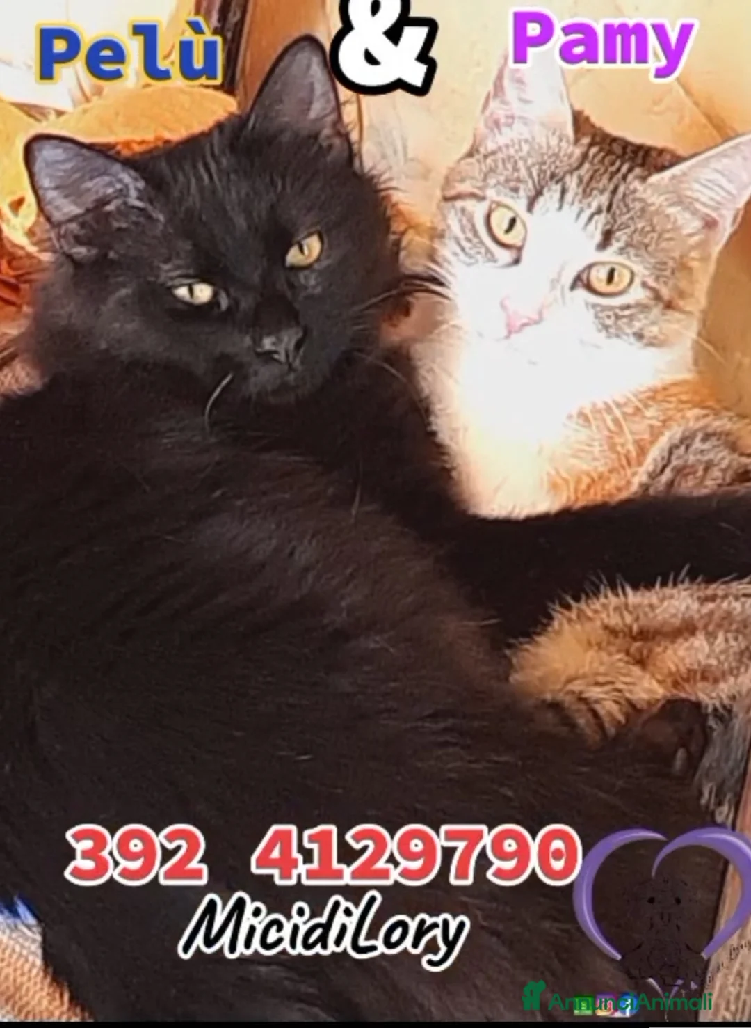 Europeo gatti in regalo: Pamy🩷 + Pelù 💙 - Annuncio 1