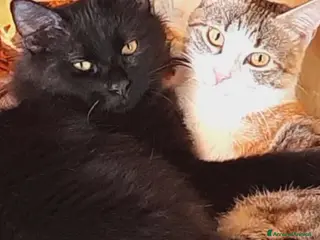 Europeo gatti Pamy🩷 + Pelù 💙 - Annuncio 2