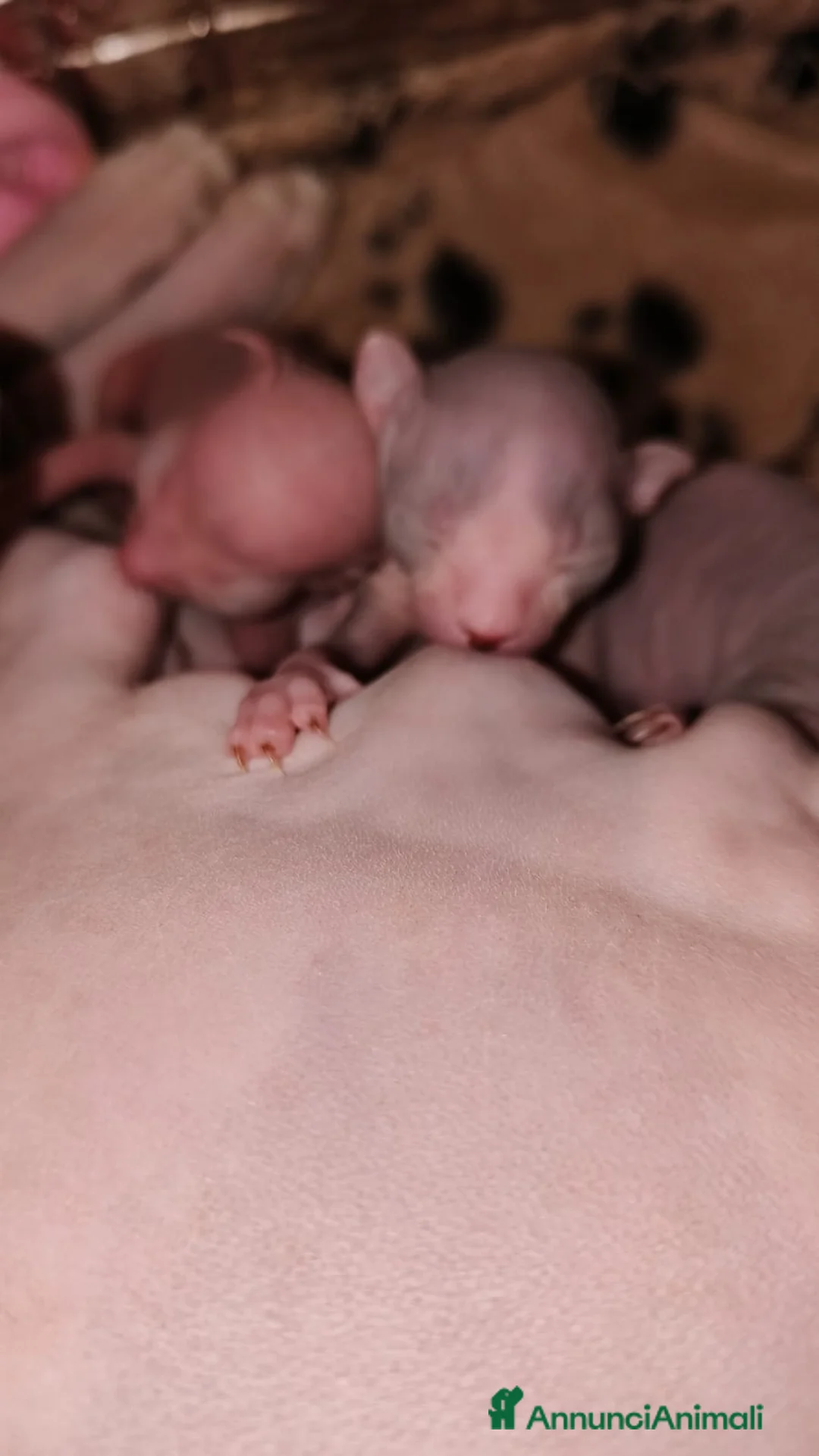 Sphynx gatti in vendita: Sphynx con pedigree  - Annuncio 4