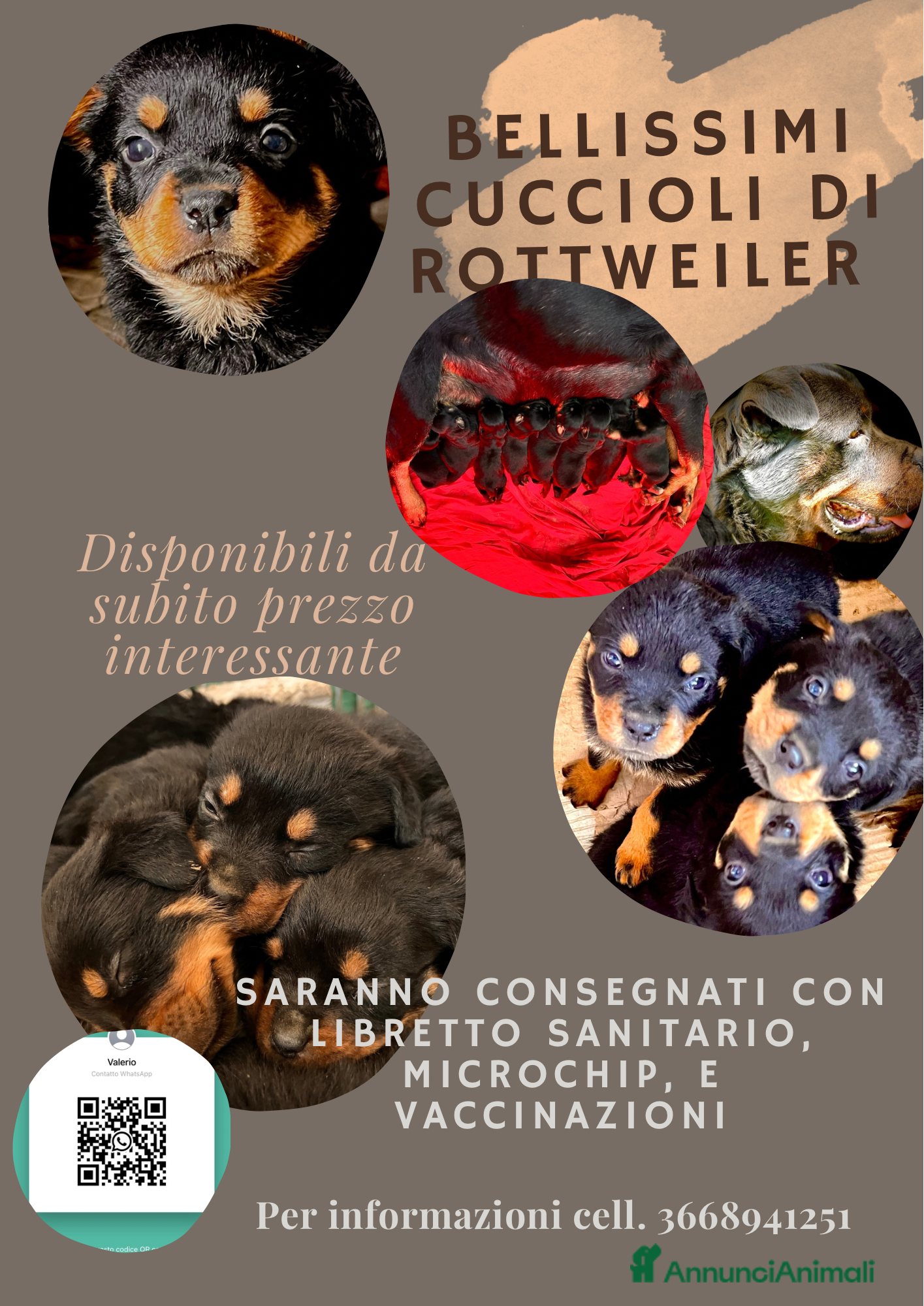 Rottweiler cani Rottweiler prenotabili - Annuncio 4