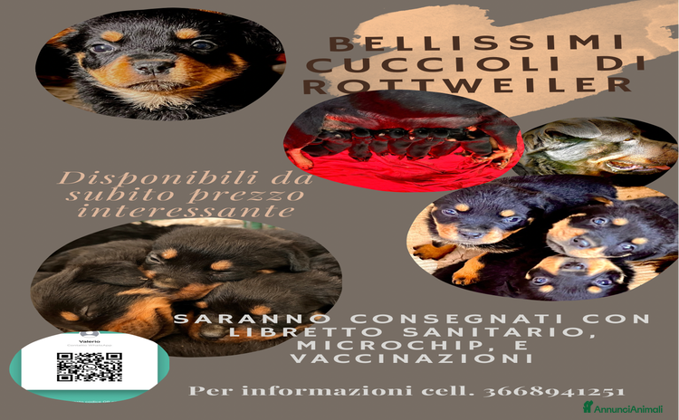 Rottweiler cani - Annuncio 2