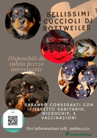 Rottweiler cani - Annuncio 2