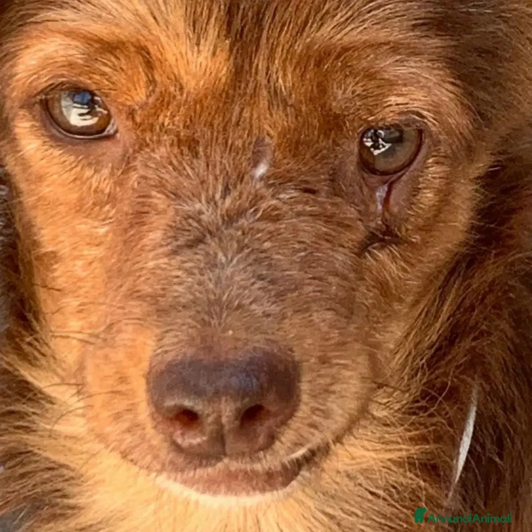 Meticcio cani PICCINA di 6 KG, IN CANILE DA 10 ANNI.  - Annuncio 25